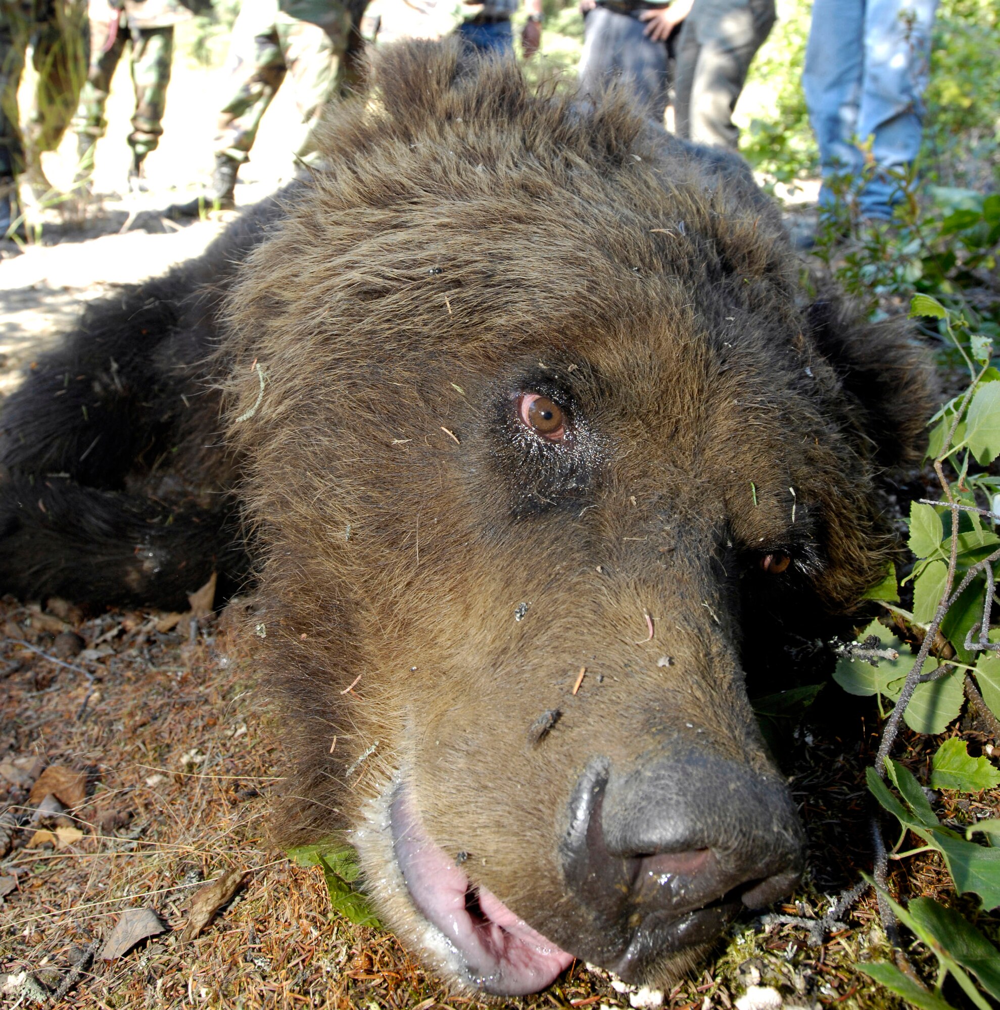 A brown bear that was trapped and tranquilized begins to wake up July 17 at Elmendorf Air Force Base, Alaska. Elmendorf AFB's military conservation agents and the Alaska Department of Fish and Game took DNA, blood and hair samples, measurements and fit the bear with a tracking collar that will allow the bear's movements to be monitored by global positioning satellites. The bear, a female around 6 years old and weighing more than 400 pounds, had been spotted near the base golf course and a barrel trap was set by base conservation agents. After trapping and collaring the bear, agents relocated the bear to a remote part of the base and monitored it from a distance until the bear woke and moved into the woods. The Department of Defense funded a study through the ADF&G to monitor the movement of brown bear on Elmendorf AFB and nearby Fort Richardson. (U.S. Air Force photo/Tech. Sgt. Keith Brown) 

