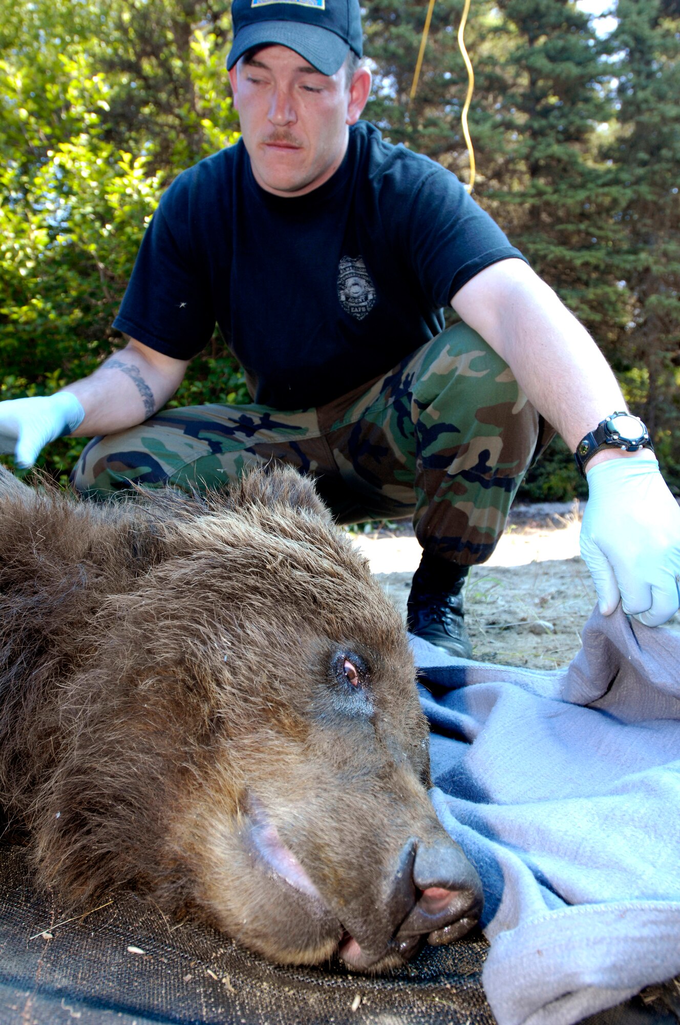 Tech. Sgt. Matthew Kosto monitors the vital statistics of a brown bear that was trapped and tranquilized July 17 at Elmendorf Air Force Base, Alaska. Sergeant Kosto is a military conservation agent and helped the Alaska Department of Fish and Game take DNA, blood and hair samples, measurements and fit the bear with a tracking collar that will allow the bear's movements to be monitored by global positioning satellites. The bear, a female around 6 years old and weighing more than 400 pounds, had been spotted near the base golf course and a barrel trap was set by base conservation agents. After trapping and collaring the bear, agents relocated the bear to a remote part of the base and monitored it from a distance until the bear woke and moved into the woods. Sergeant Kosto is a quality assurance monitor for the 3rd Wing's flightline activity. (U.S. Air Force photo/Tech. Sgt. Keith Brown) 
