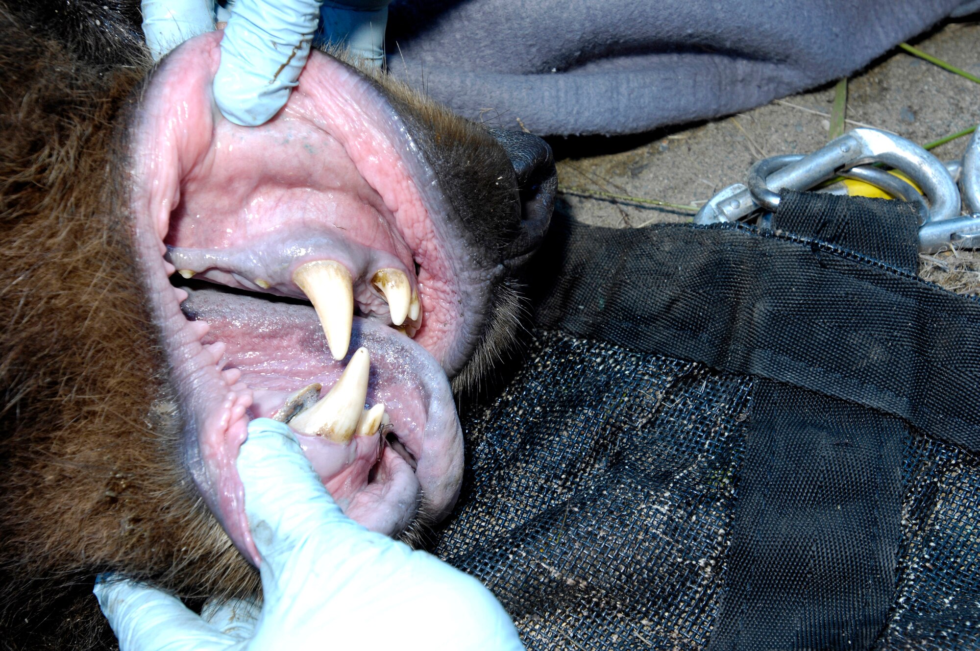 The lips of brown bear that was trapped and tranquilized are checked for tattoos from previous captures July 17 at Elmendorf Air Force Base, Alaska. Elmendorf AFB's military conservation agents and the Alaska Department of Fish and Game took DNA, blood and hair samples, measurements and fit the bear with a tracking collar that will allow the bear's movements to be monitored by global positioning satellites. The bear, a female around 6 years old and weighing more than 400 pounds, had been spotted near the base golf course and a barrel trap was set by base conservation agents. After trapping and collaring the bear, agents relocated the bear to a remote part of the base and monitored it from a distance until the bear woke and moved into the woods. The Department of Defense funded a study through the ADF&G to monitor the movement of brown bear on Elmendorf AFB and nearby Fort Richardson. (U.S. Air Force photo/Tech. Sgt. Keith Brown) 
