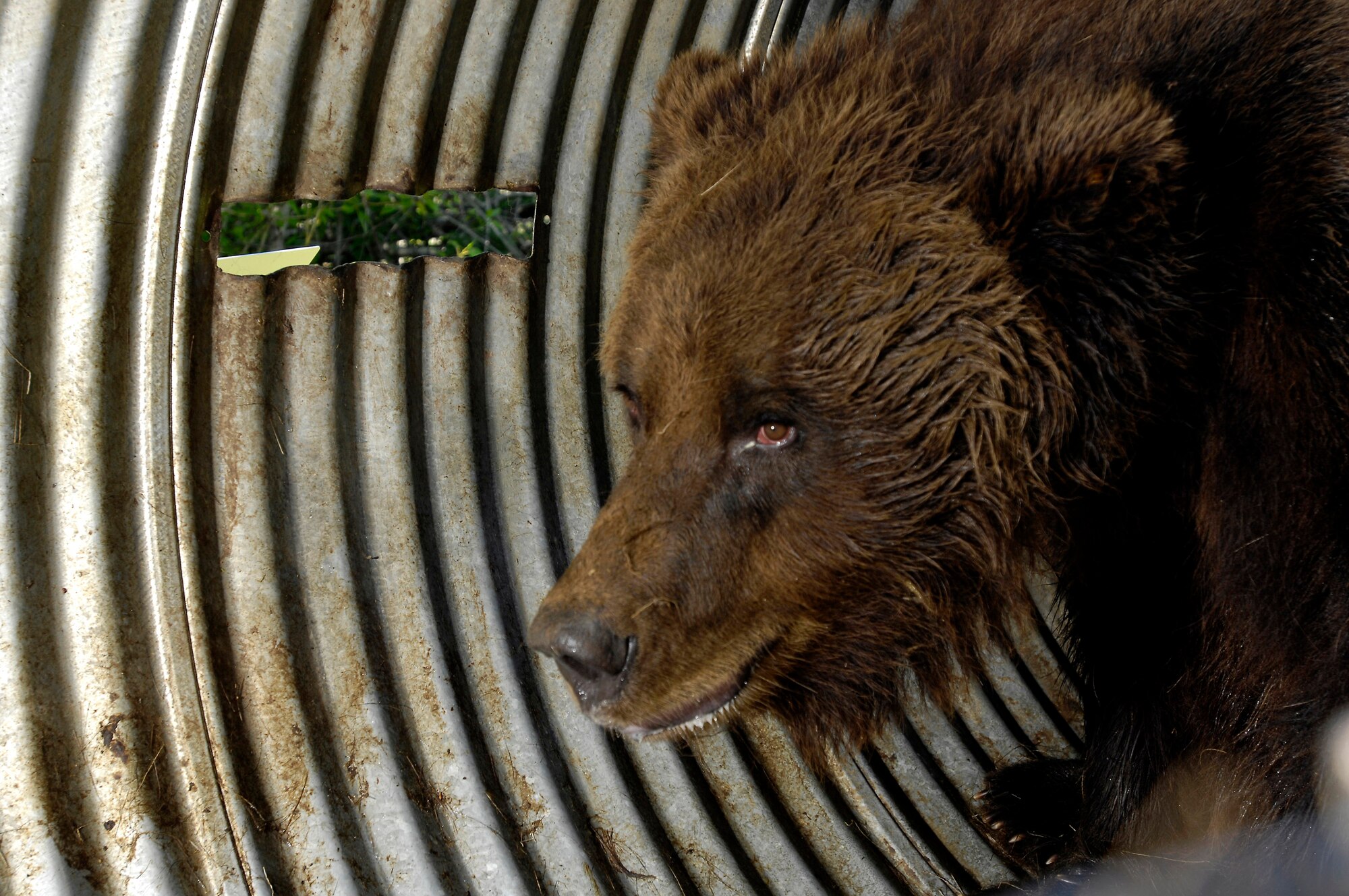 A brown bear sits in a barrel trap after being captured here July 17 at Elmendorf Air Force Base, Alaska. Elmendorf AFB's military conservation agents and the Alaska Department of Fish and Game took DNA, blood and hair samples, measurements and fit the bear with a tracking collar that will allow the bear's movements to be monitored by global positioning satellites. The bear, a female around 6 years old and weighing more than 400 pounds, had been spotted near the base golf course and a barrel trap was set by base conservation agents. After trapping and collaring the bear, agents relocated the bear to a remote part of the base and monitored it from a distance until the bear woke and moved into the woods. The Department of Defense funded a study through the ADF&G to monitor the movement of brown bear on Elmendorf AFB and nearby Fort Richardson. (U.S. Air Force photo/Tech. Sgt. Keith Brown) 
