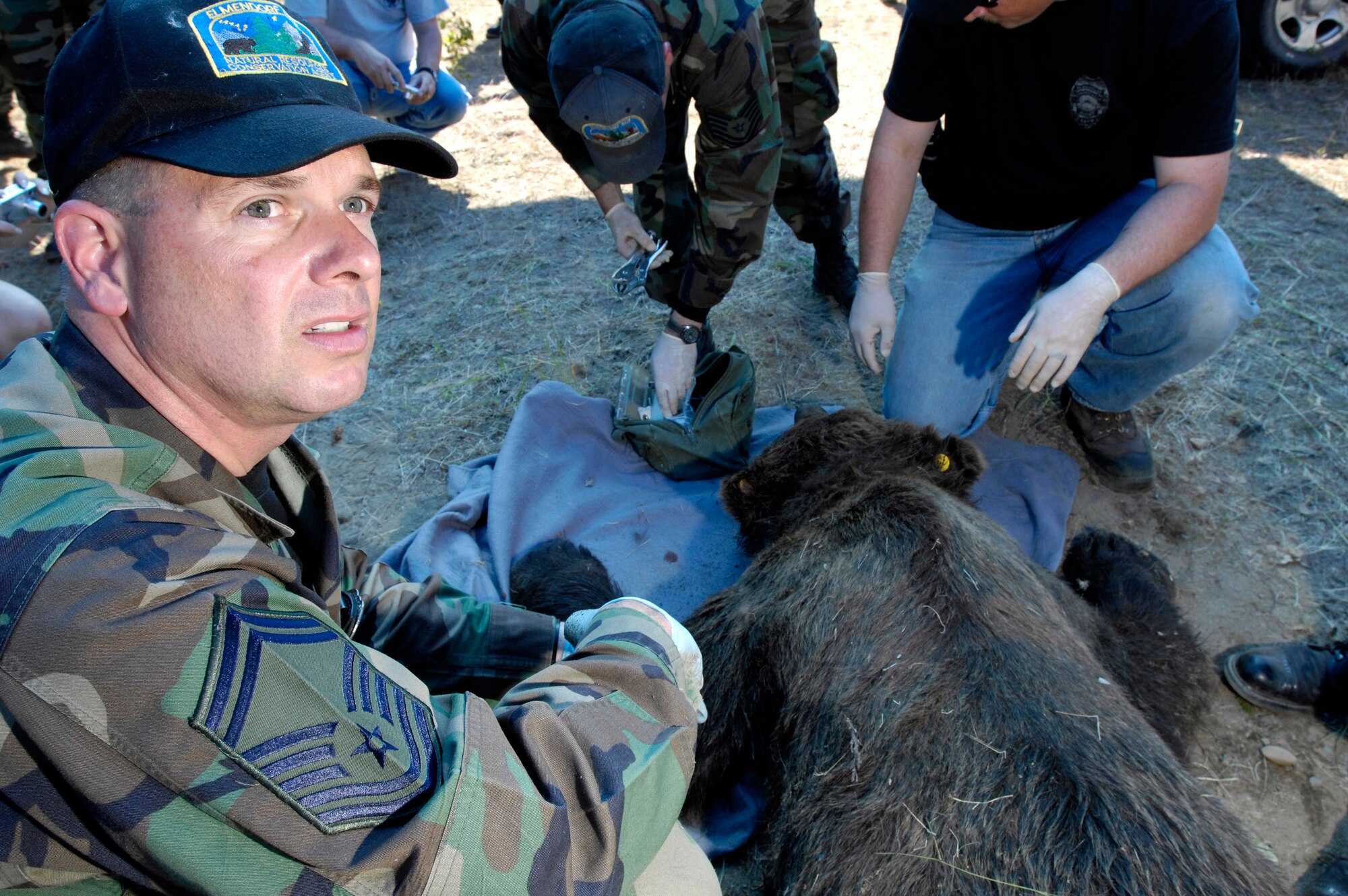 Senior Master Sgt. Kenneth Lehman listens to other agents read through a check list of vital statistics that are checked on a brown bear that was trapped and tranquilized July 17 at Elmendorf Air Force Base, Alaska. Sergeant Lehman is a military conservation agents and is helping the Alaska Department of Fish and Game take DNA, blood and hair samples, measurements and fit the bear with a tracking collar that will allow the bear's movements to be monitored by global positioning satellites. The bear, a female around 6 years old and weighing more than 400 pounds, had been spotted near the base golf course and a barrel trap was set by base conservation agents. After trapping and collaring the bear, agents relocated the bear to a remote part of the base and monitored it from a distance until the bear woke and moved into the woods. Sergeant Lehman works in the 3rd Medical Group's Dental Clinic. (U.S. Air Force photo/Tech. Sgt. Keith Brown)
