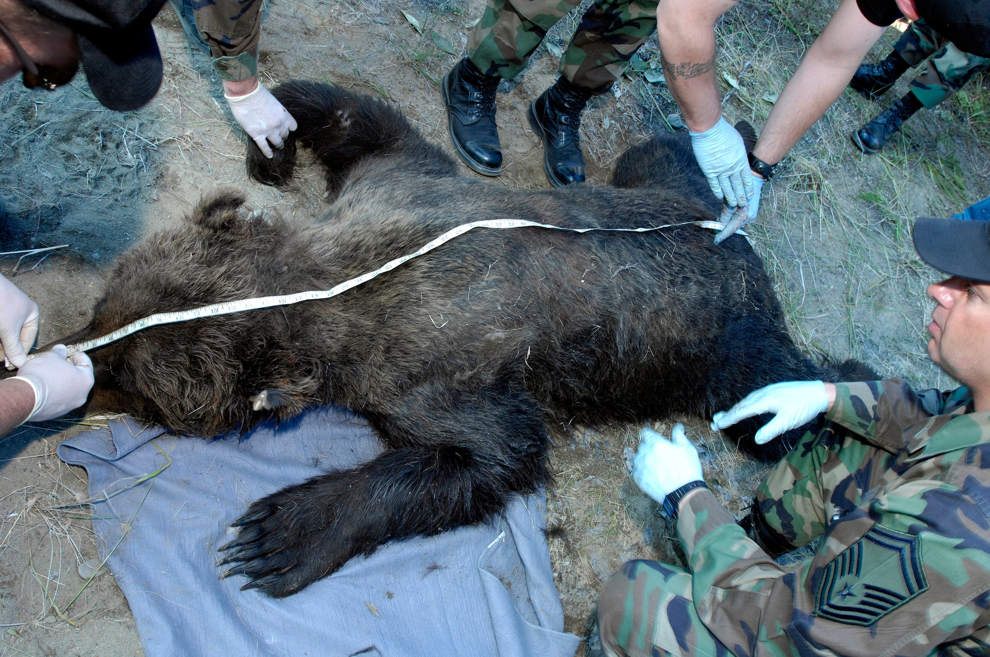 A brown bear that was trapped and tranquilized is measured for overall length July 17 at Elmendorf Air Force Base, Alaska. Elmendorf AFB's military conservation agents and the Alaska Department of Fish and Game took DNA, blood and hair samples, measurements and fit the bear with a tracking collar that will allow the bear's movements to be monitored by global positioning satellites. The bear, a female around 6 years old and weighing more than 400 pounds, had been spotted near the base golf course and a barrel trap was set by base conservation agents. After trapping and collaring the bear, agents relocated the bear to a remote part of the base and monitored it from a distance until the bear woke and moved into the woods. The Department of Defense funded a study through the ADF&G to monitor the movement of brown bear on Elmendorf AFB and nearby Fort Richardson. (U.S. Air Force photo/Tech. Sgt. Keith Brown)