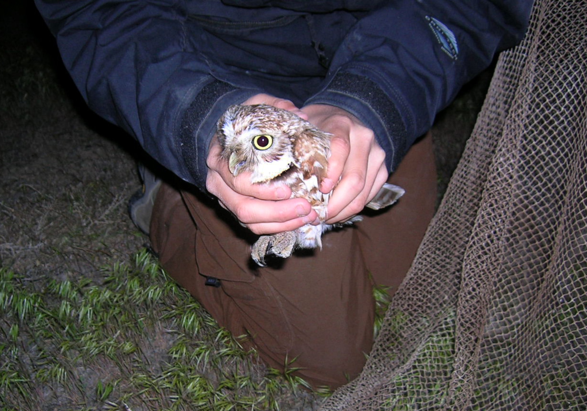 MOUNTAIN HOME AIR FORCE BASE, Idaho -- Stacey Hollis, a biological technician from the University of Arizona, removes a burrowing owl from a trap here May 4. In its third year, Mountain Home was selected along with 29 other military installations to take part in a research study on burrowing owls. As their range and numbers decrease, researchers are taking an active role to better understand what is happening to the diminishing species. (U.S. Air Force photo/Carl Rudeen) 