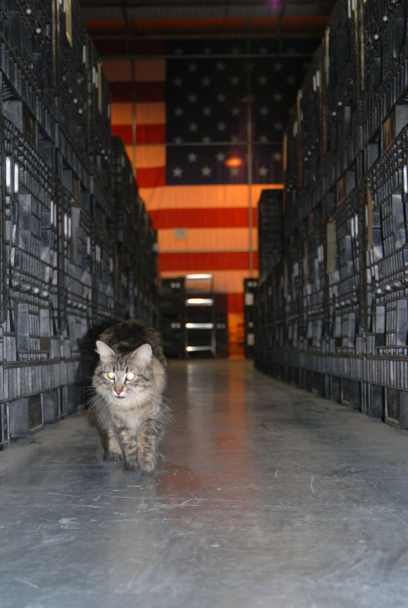 Wizzo patrols his section of the supply warehouse looking for any rodent activity while supporting the ongoing mission of maintaining deployment supplies. Wizzo currently has five kills consisting of one bird, one rat and three mice. (Photo by Airman 1st Class Mike Young)