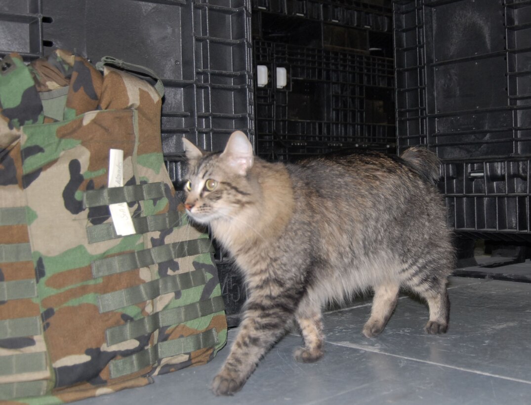 Wizzo, a rodent deterrent for the base supply warehouse, hunts for his next victim as he prowls through the labyrinth of crates, mobility bags and other equipment used to deploy. Wizzo was adopted by the supply group last year to help control the rodents in the warehouse which cause damage to the bags and pose possible health risks. (Photo by Airman 1st Class Mike Young)