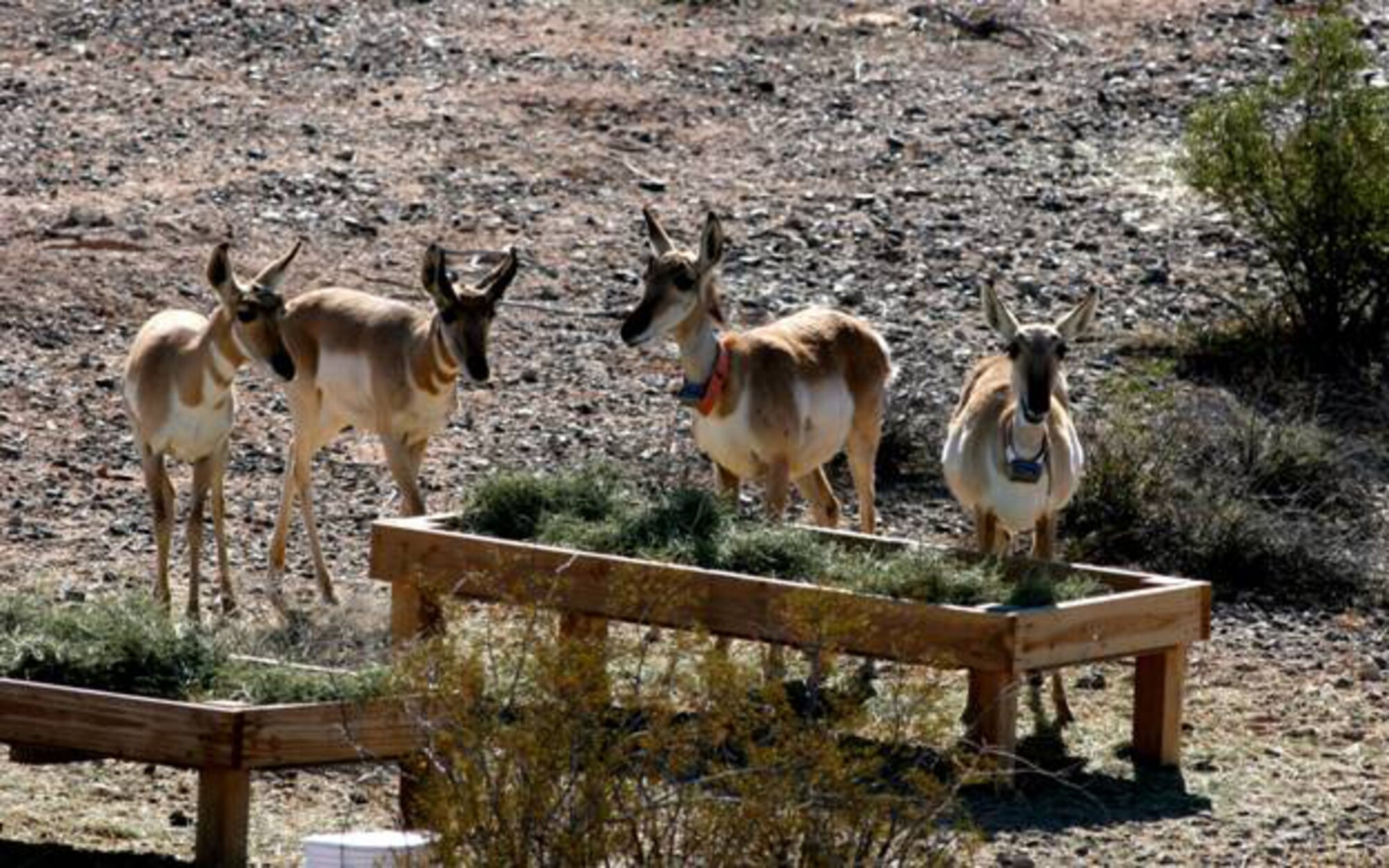 Several pronghorn in the southwest quarter within the Cabeza Prieta National Wildlife Refuge captive breeding enclosure; two adult females, both pregnant in this photo, and a male and female fawn from last year mingle around a forage plot. Photo courtesy Mike Coffeen, U.S. Fish & Wildlife Service