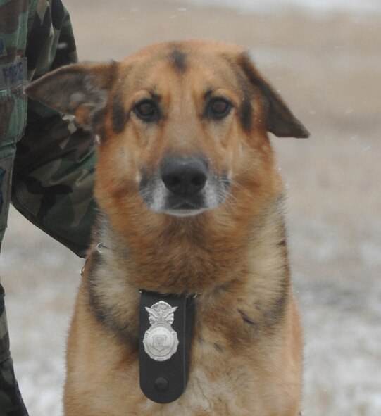 MINOT AIR FORCE BASE, N.D. – Ceylon, 11, a military working dog here, died from natural causes June 2. Ceylon was a member of the 5th Security Forces and served in the U.S. Air Force for approximately 10 years. (U.S. Air Force photo by Senior Airman Christopher Boitz)