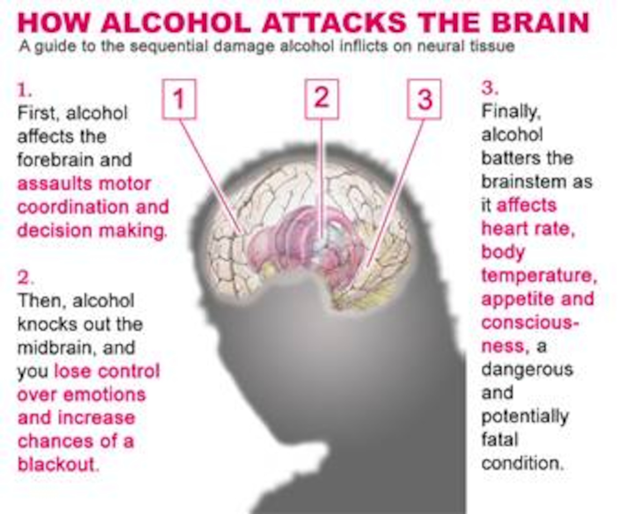 First, alcohol targets the brain's center for decision-making processes and muscular coordination in the forebrain. Then it unhinges the mind's normal system of checks and balances, leaving emotions unchecked by affecting the midbrain. Finally, alcohol attacks the brain stem and the body's vital functions. Preventing alcohol incidents is a must for mission effectiveness. (Graphic illustration by Senior Airman Stephen Cadette)