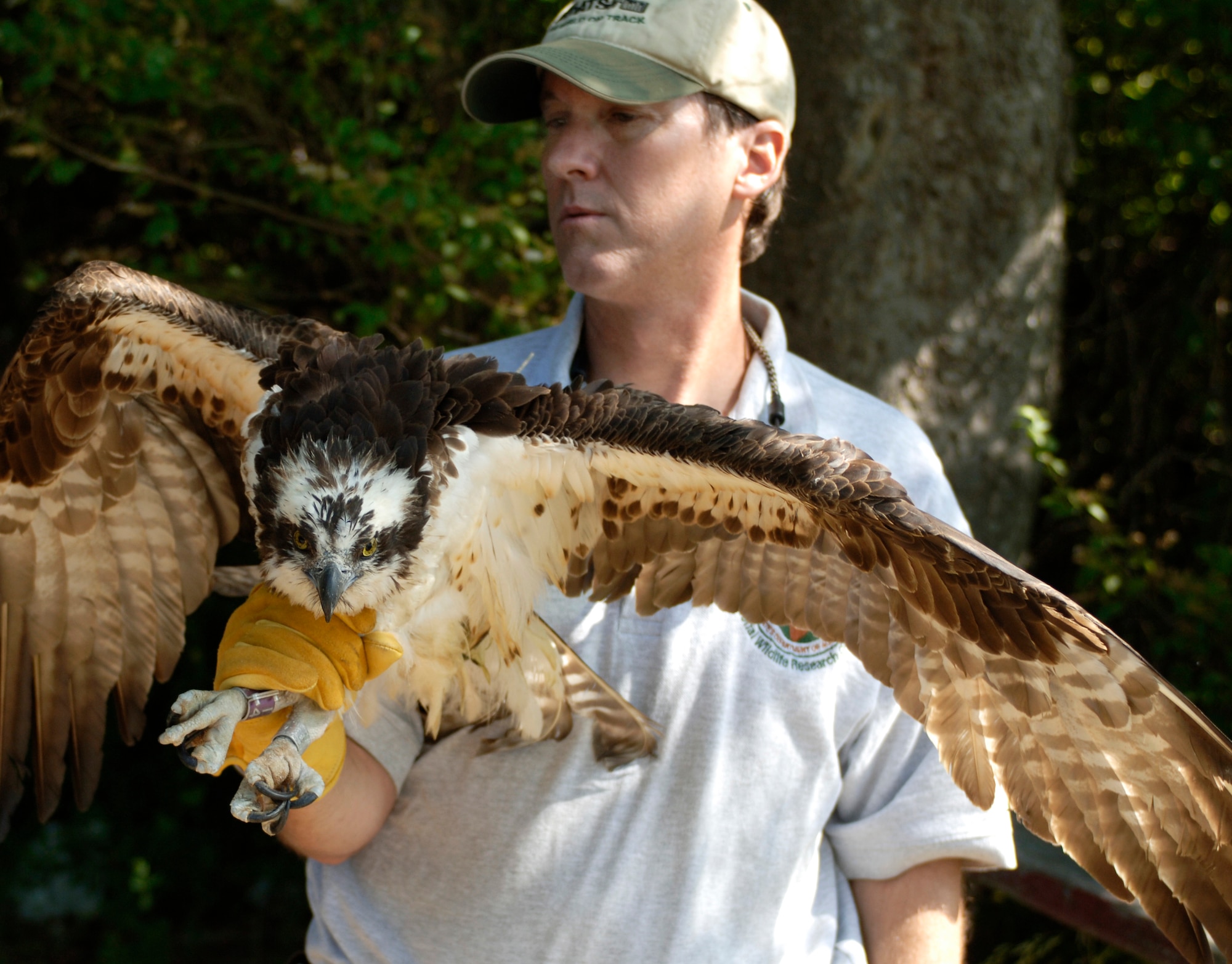 Brian Dorr (left) and Brian Washburn (right), research biologists from the U.S. Department of Agriculture National Wildlife Research Center, work together to place a global positioning unit tag on an osprey in the Little Back River near Langley June 1. The GPS units are used in Langley's Satellite Tracking Program, which monitors the birds’ behavioral and flight patterns. This information is used to conserve natural resources and also prevent bird strikes on aircraft. (U.S. Air Force photo/Airman 1st Class Scott Aldridge)