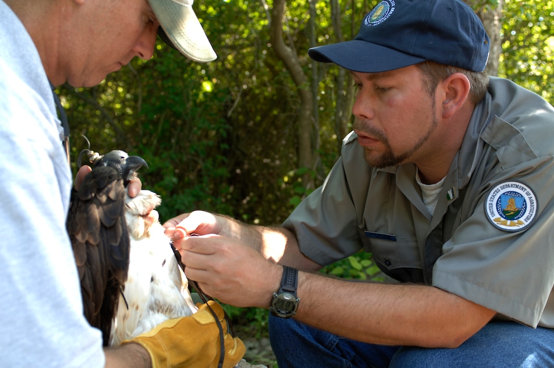 Brian Dorr (left) and Brian Washburn (right), research biologists from the U.S. Department of Agriculture National Wildlife Research Center, work together to place a global positioning unit tag on an osprey in the Little Back River near Langley June 1.  The GPS units are used in Langley's Satellite Tracking Program, which monitors the birds’ behavioral and flight patterns. This information is used to conserve natural resourses and also prevent bird strikes on aircraft. (U.S. Air Force photo/Airman 1st Class Scott Aldridge)