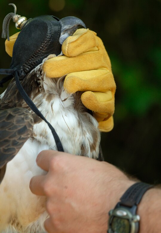 Research biologists from the U.S. Department of Agriculture National Wildlife Research Center, place a global positioning unit tag on an osprey in the Little Back River near Langley June 1. The GPS units are used in Langley's Satellite Tracking Program, which monitors the birds’ behavioral and flight patterns. This information is used to conserve natural resources and also prevent bird strikes on aircraft. (U.S. Air Force photo/Airman 1st Class Scott Aldridge)