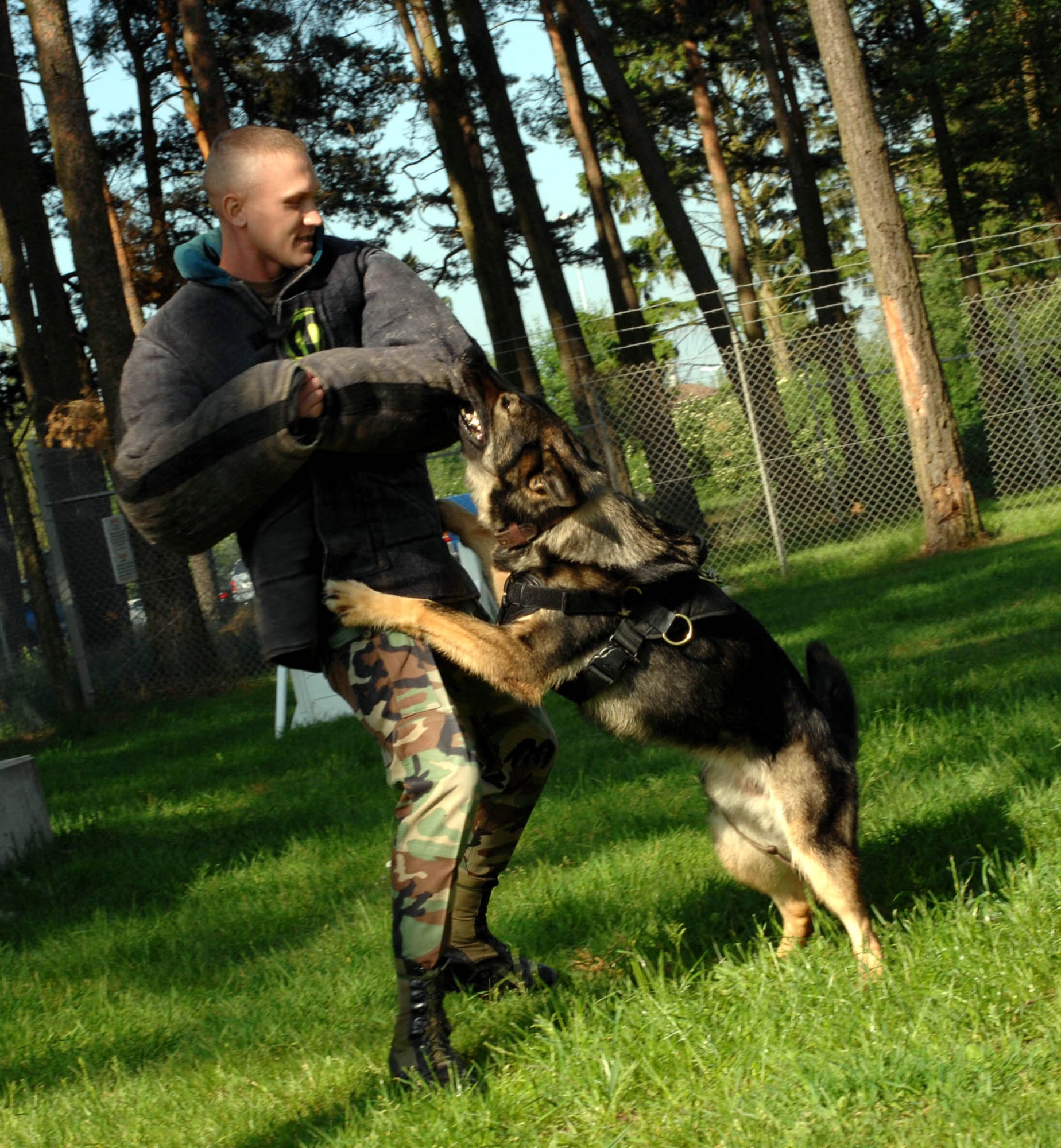 SPANGDAHLEM AIR BASE, GERMANY -- Staff Sgt. Mitchell Stein, Security Forces military working dog handler, aggressively trains Agar, a German Sheppard MWD, Spangdahlem Air Base, Germany, May 22, 2007. Agar is an experienced MWD who has deployed three times. (U.S. Air Force photo by Airman First Class Stephanie Clark) 