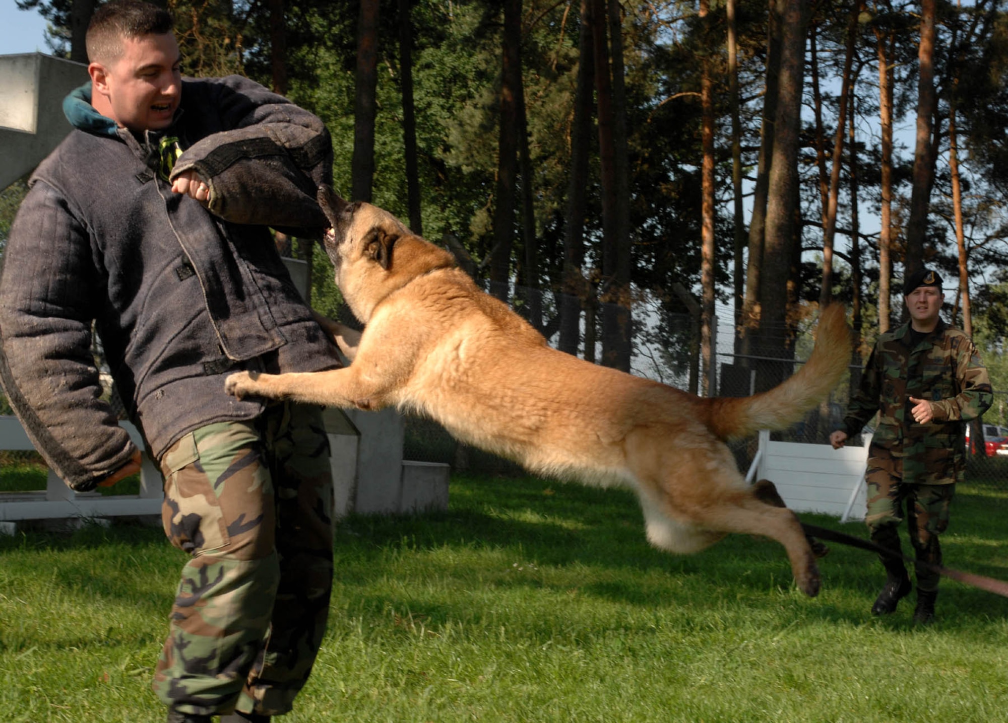 SPANGDAHLEM AIR BASE, GERMANY -- Staff Sgt. Marcus King, 52nd Security Forces military working dog trainer, is caught by Laika, a Belgian Malinois MWD, during an aggressive training exercise as he acts like as a decoy, here May 22, 2007. Belgian Malinois In are primarily bred as a working dog for personal protection, detection, police work and sport work. (U.S. Air Force photo/Airman 1st Class Stephanie Clark) 