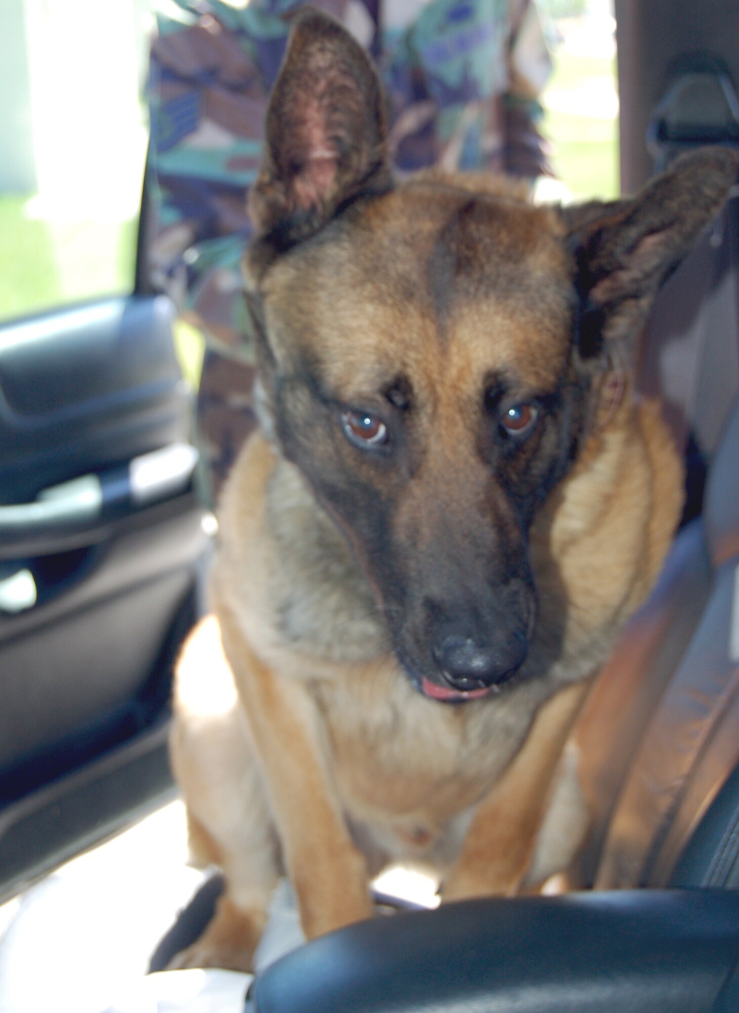 Rex, a two-and a-half-year-old Belgium malinois, looks up during a vehicle drug sweep. He is the base’s newest K-9. (U.S. Air Force photo/Staff Sgt. Amanda Callahan)
