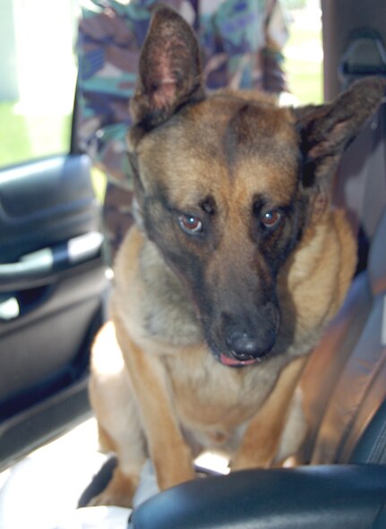 Rex, a two-and a-half-year-old Belgium malinois, looks up during a vehicle drug sweep. He is the base’s newest K-9. (U.S. Air Force photo/Staff Sgt. Amanda Callahan)
