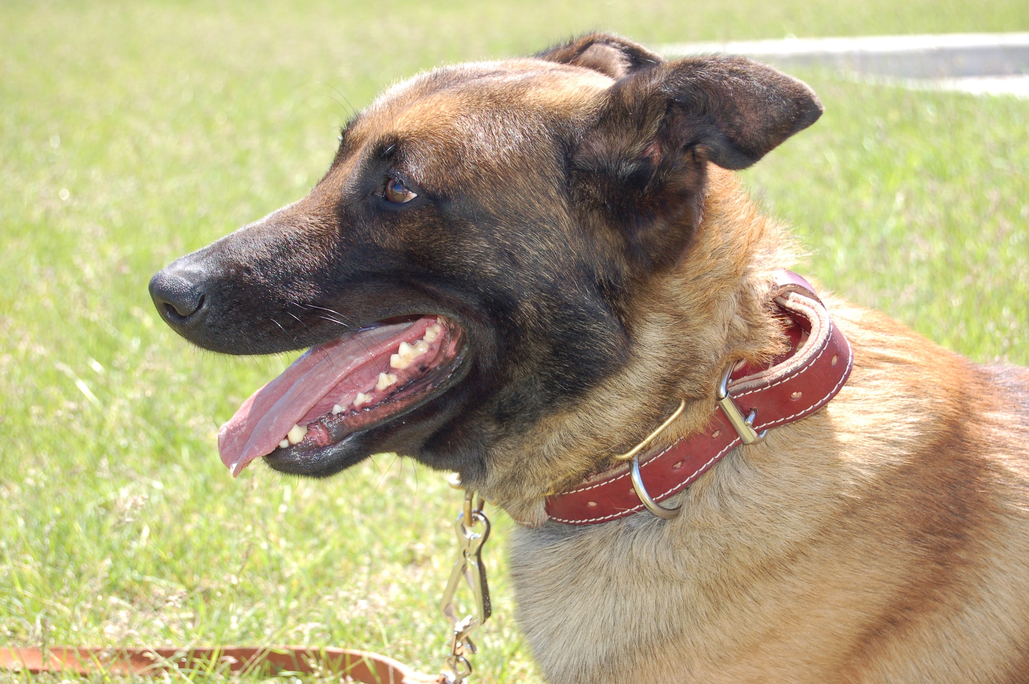 The base’s new drug dog, Rex, is a two-and a-half-year-old Belgium malinois. He arrived to Grand Force Air Force Base in April.  (U.S. Air Force photo/Staff Sgt. Amanda Callahan)

