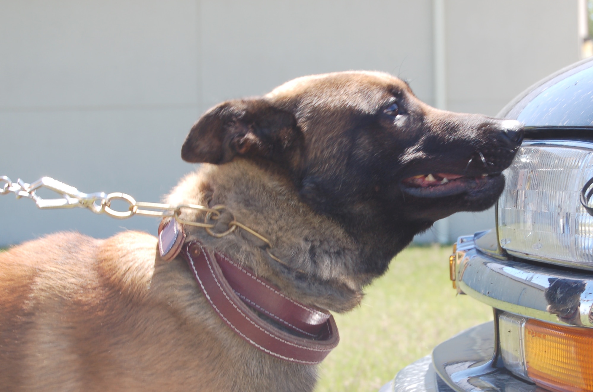 The base’s new drug dog, Rex, sniffs around a vehicle in search of narcotics. The two-and-a-half-year-old Belgium malinois is the base’s newest 319th Security Forces Squadron K-9. (U.S. Air Force photo/Staff Sgt. Amanda Callahan)