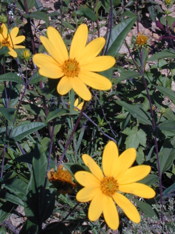 Managing the comeback and delisting of the Eggert's sunflower is one of the reasons why Arnold Air Force Base, Tenn., won the 2006 Gen. Thomas D. White Environmental Award for Natural Resources Conservation. (U.S. Air Force photo)