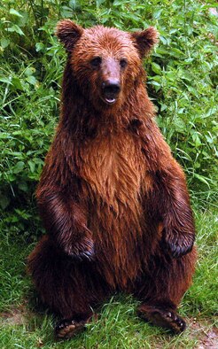 EIFELPARK GONDORF, GERMANY -- Bears, although not the most typical animal found in the Eifel area, are one of the attractions the Eifel Adventure and Animal Park in Dudeldorf. Besides animals, Gondorf offers several amusement areas, slides, sailboats, a water raft, a kid’s giant wheel, bumper cars, an entertainment shooting stand, water games, puppet shows, a wildlife movie theater and more.  (US Air Force photo/Iris Reiff)