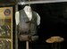 DAYTON, Ohio - Survival vest worn by Maj. Edward White on display in the Southeast Asia War Gallery at the National Museum of the U.S. Air Force. (U.S. Air Force photo)