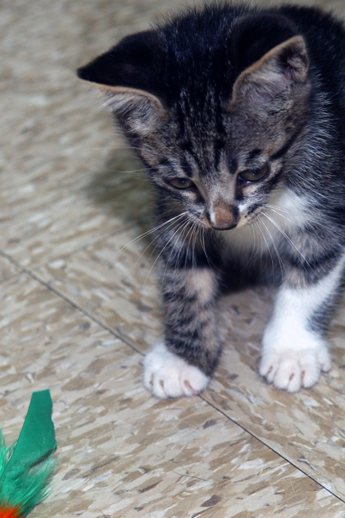 OSAN AIR BASE, Republic of Korea -- Puddles the kitten, a domestic short haired tabby, is one of many animals looking for adoption at the Osan veterinary clinic.  For information about adoption, the clinic can be reached at DSN: 784-6614  (U.S. Air Force photo by Staff Sgt. Christopher A. Marasky)