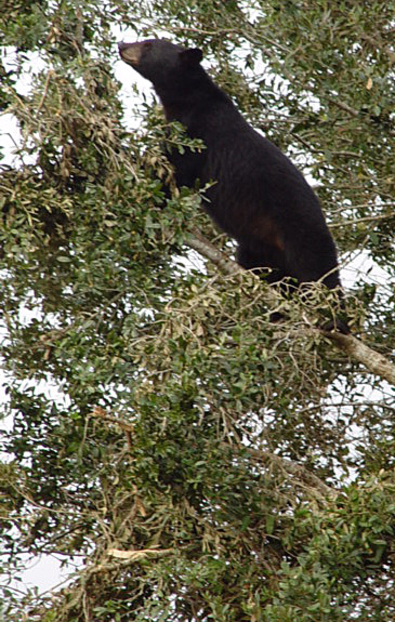 EGLIN AIR FORCE BASE, Fla. -- There are approximately 100 Florida black bears living on the Eglin reservation.  Eglin natural resources management personnel advise people to not feed the bears. (Photo by Arlo Kane)