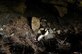 CHUGACH MOUNTAINS, Alaska -- A radio tracking collar sits in a brown (grizzly) bear den. The collar was designed to fall off the bear during the winter hibernation. Nine Elmendorf Air Force Base Military Conservation Agents volunteered to help Alaska Department of Fish and Game biologists retrieve the collars. The bear tracking study, conducted by the ADFG, was funded by the Department of Defense to monitor the movements of brown bears on Elmendorf and neighboring Fort Richardson. On June 28, three teams of three agents were flown into the mountains with radio trackers and located the collars in the dens. (RELEASED) U.S. Air Force photo by Tech. Sgt. Keith Brown
