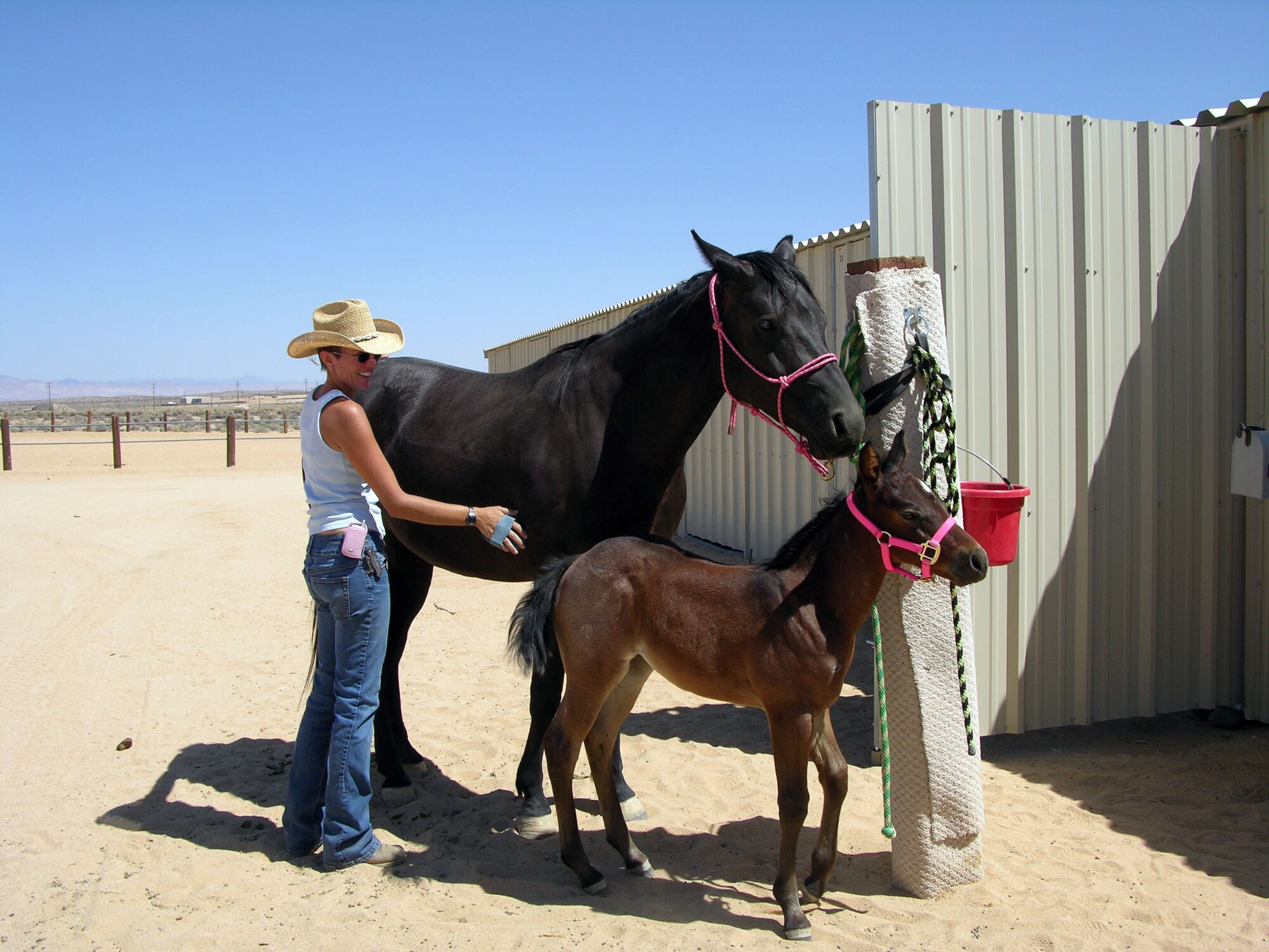 Laura Ricci, a member of the Edwards Riding Club, grooms her mare Choya and filly Flower at the base stables June 19. Flower is quarter horse breed and is the first horse born on base in more than three years. (Photo by Dawn Waldman)