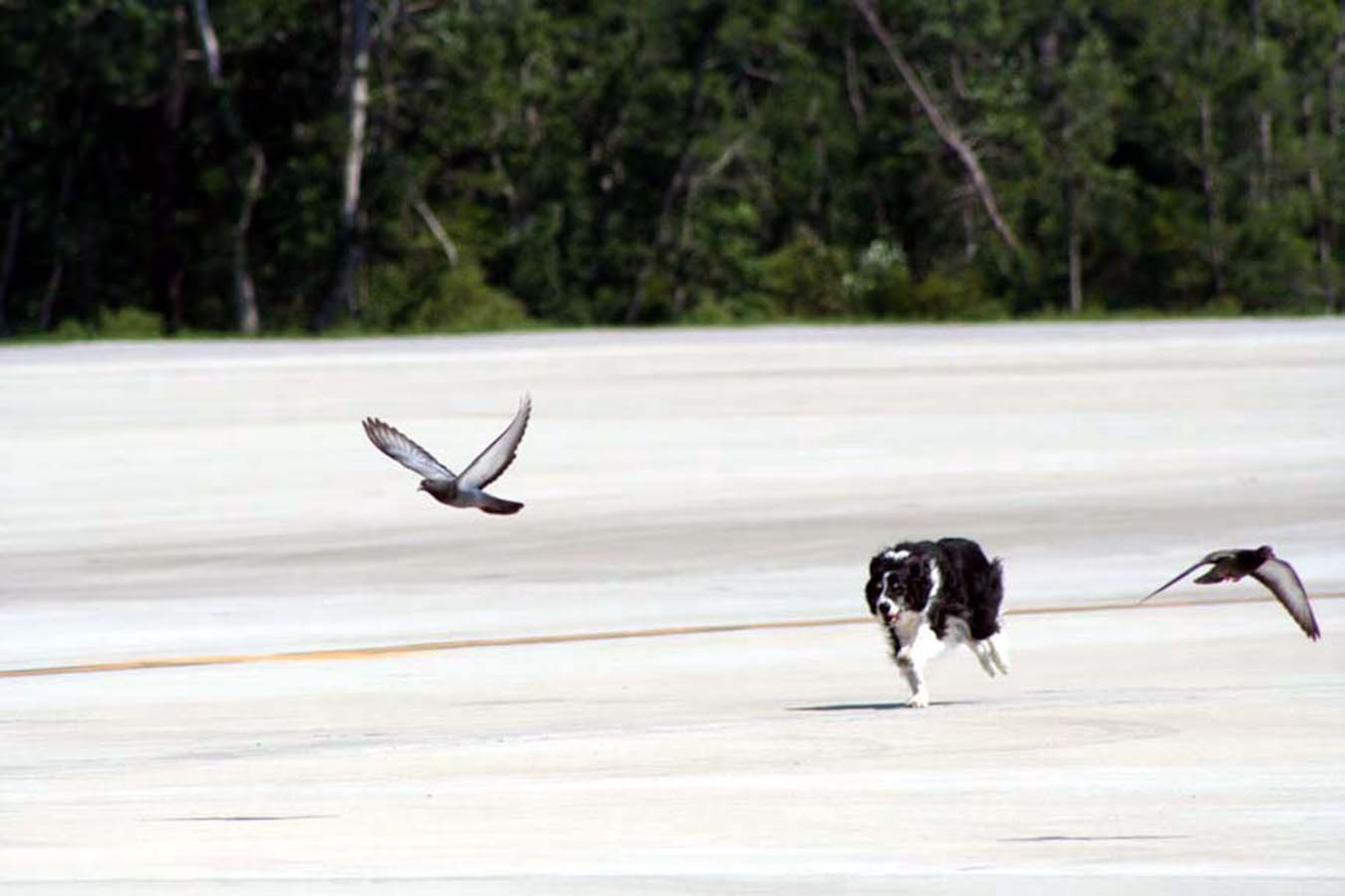 Rhett, Hurlburt Field's resident bird/wildlife aircraft strike hazard dog, chases pigeons off the runway before an aircraft takes off. Rhett works as a part of the 1st Special Operations Wing Groung Safety Office, helping to clear the runways, fields and hangars on base of potential wildlife hazards. With his constant patrolling, the birds, bears, alligators and other wild animals now view him as a predator and usually stay in the wilds surrounding the base. But sometimes, he has to remind them who "owns" the tarmac. (U.S. Air Force photo Tech. Sgt. Kristina Newton)