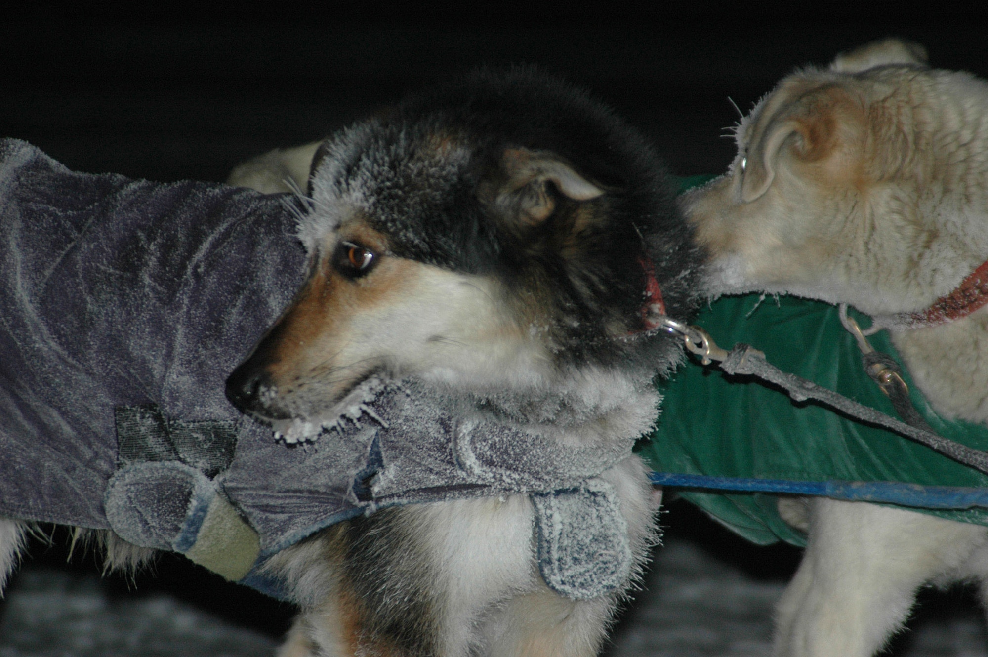 Sled dogs from musher William Kleedehn's dog sled team wait for a check up at the Dog Drop in North Pole. The Dog Drop is the last checkpoint before mushers and their teams cross the Yukon Quest finish line in Fairbanks. The Yukon Quest is a 1,000-mile international dog sled race held annually in Alaska. Mushers race through territory from Whitehorse to Fairbanks. (U.S. Air Force photo/Staff Sgt. Gloria Wilson) 