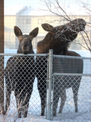 A baby moose and its mother peer into a window at the child development center Feb. 27. As the weather begins to warm up, parents are reminded to talk to their children about moose safety. (Photo by Jennifer Weaver)