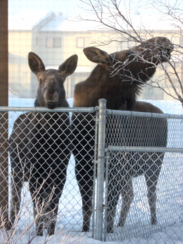 A baby moose and its mother peer into a window at the child development center Feb. 27. As the weather begins to warm up, parents are reminded to talk to their children about moose safety. (Photo by Jennifer Weaver)