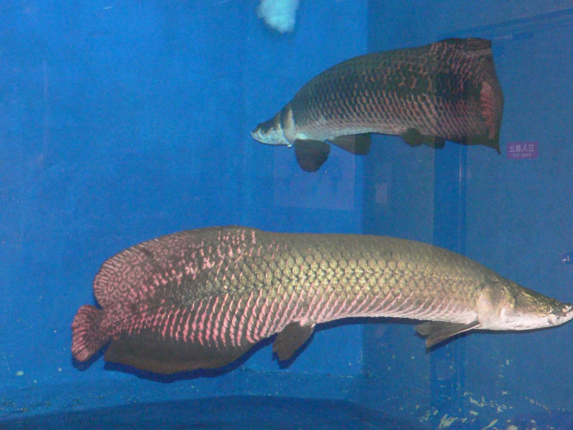 070306 -- AOMORI, Japan -- Two Pirarucu, one of the largest freshwater fish in the world can be found in the waters of the Amazon in South America. It can grow up to 10 feet long and weighs around 400 pounds. These fish can be seen on the second floor of the  the Aquarium Asamushi. The aquarium is approximately 90 minutes by car or bus from Misawa Air Base, Japan. (U.S. Air Force photo by Staff Sgt. A.C. Eggman)