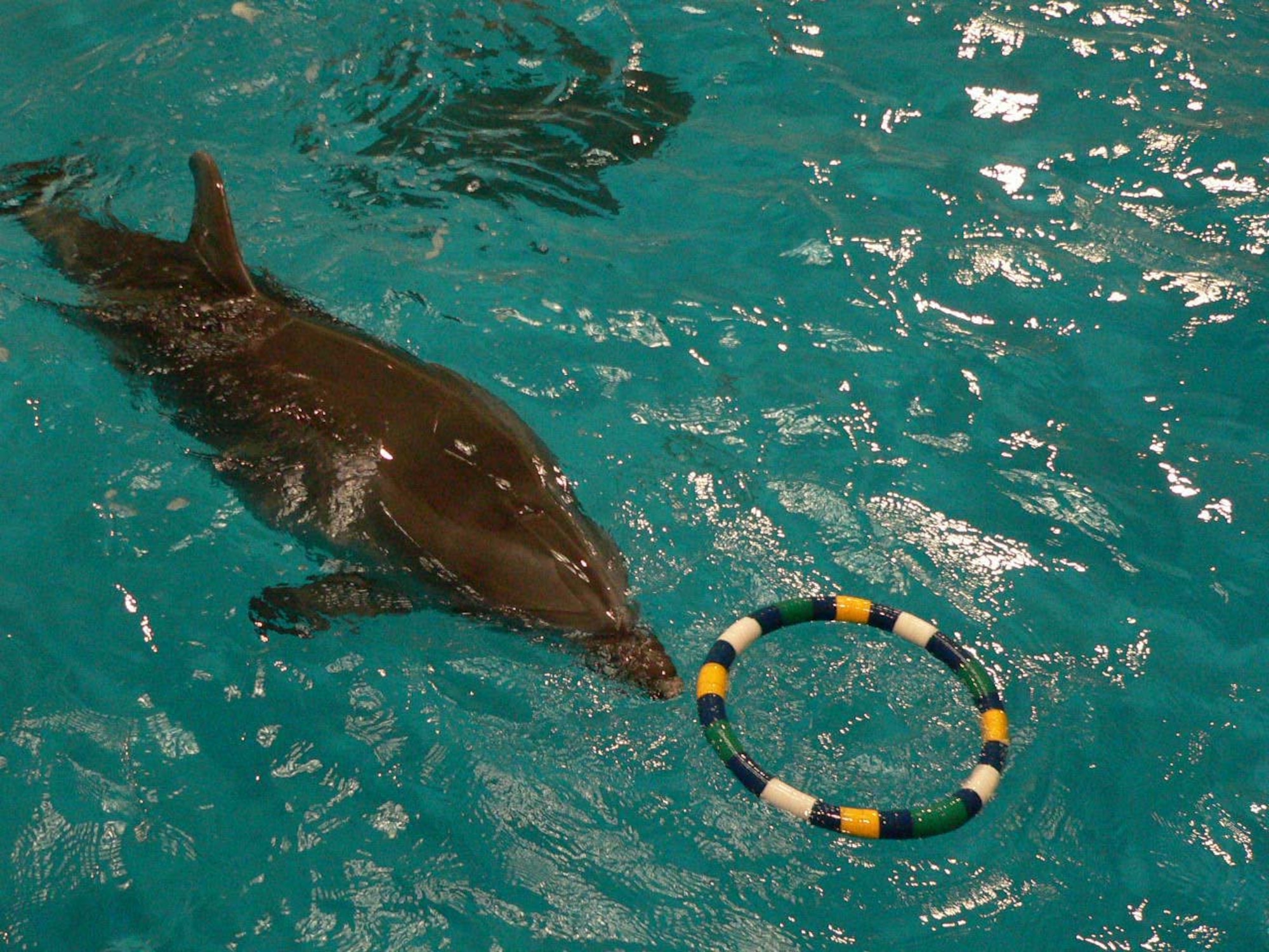 070306 -- AOMORI, Japan -- A bottle-nosed dolphin plays with a ringlet after a 30-minute live show performance at the Aquarium Asamushi. The dolphin show is the one of the main attractions at the aquarium. The aquarium is approximately 90 minutes by car or bus from Misawa Air Base, Japan. (U.S. Air Force photo by Staff Sgt. A.C. Eggman)