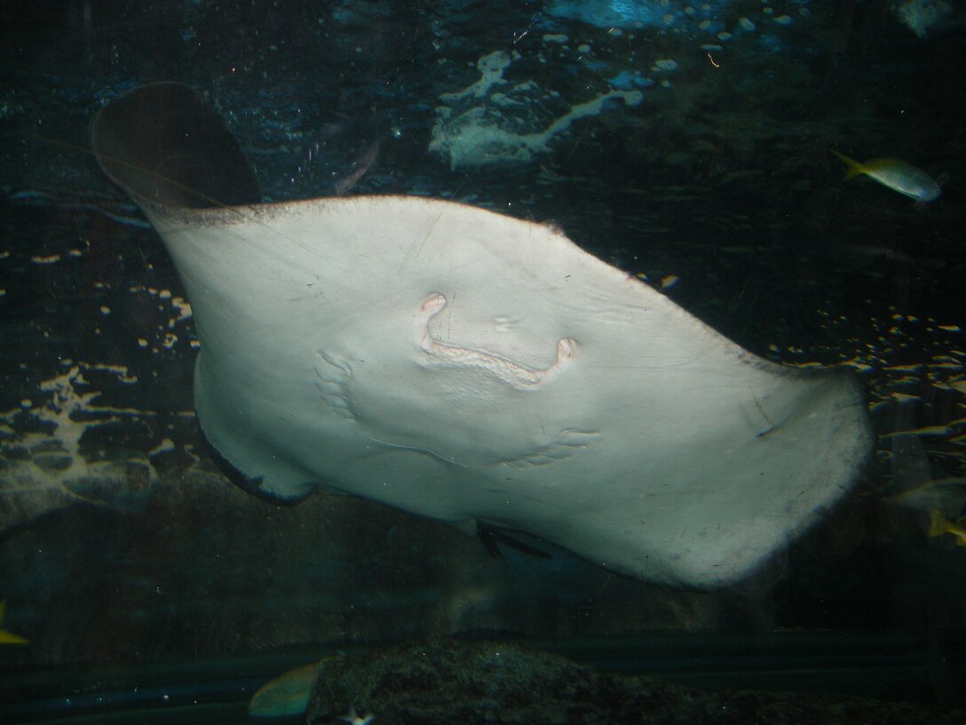 070306 -- AOMORI, Japan -- This pitted stingray is just one of several species that swims through the Aquarium Asamushi's 15-meter tunnel water tank. Pitted stingrays can reach up to 14 feet in length. The aquarium is approximately 90 minutes by car or bus from Misawa Air Base, Japan. (U.S. Air Force photo by Master Sgt. Brad Sprague)