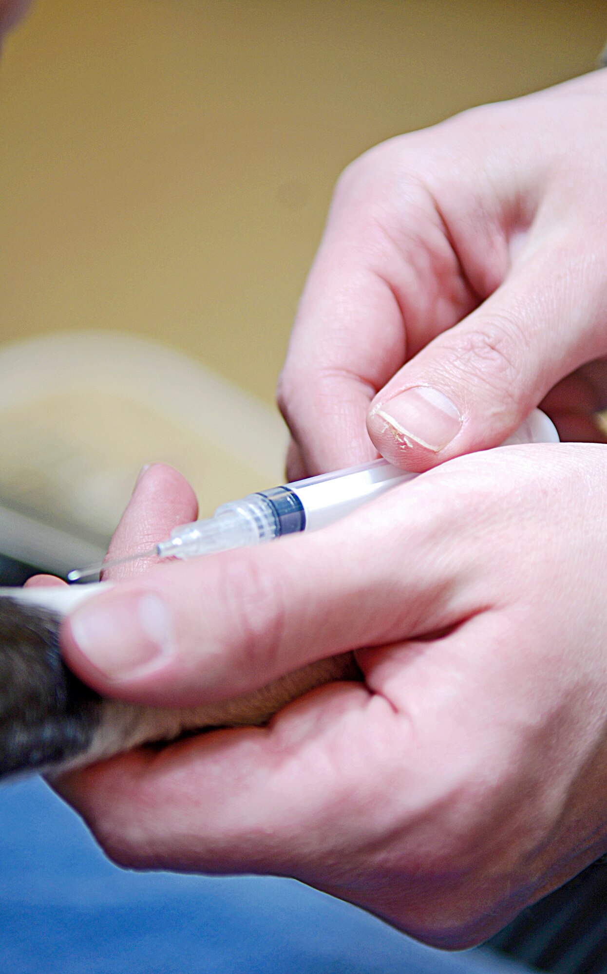MOUNTAIN HOME AIR FORCE BASE, Idaho -- Army Sgt. Jason McKain, veterinary assistant, draws blood from a canine client during a routine checkup at the base veterinary clinic March 6. The facility features new equipment to help the clinic staff provide additional services for their patients. Air Force photo by Airman 1st Class Ryan Crane
