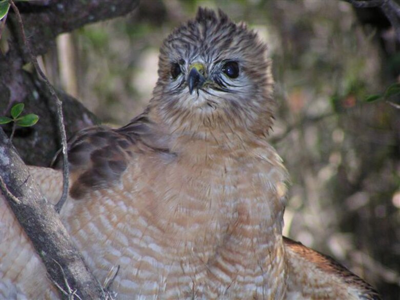 EGLIN AIR FORCE BASE, Fla. --  The red-shouldered hawk breeds throughout the Eastern and Northeast U.S. into southern Canada. It is considered a migratory species and is protected under the Migratory Bird Treaty Act. Adult hawks have a brown head, a reddish breast, a long tail and a pale belly with reddish bars. They mainly eat small mammals, amphibians, reptiles, small birds and large insects. (U.S. Air Force photo by Heath Saxton)         
