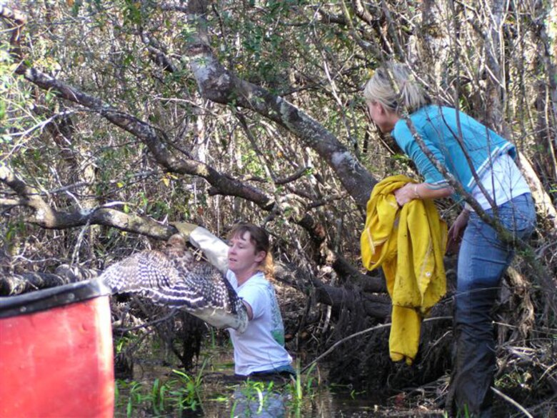 EGLIN AIR FORCE BASE, Fla. -- Kathy Gault, an Eglin endangered species biologist, and Kristin Smith, a Science Applications International Corporation environmental scientist, work together to rescue an entangled red-shouldered hawk in Turkey Creek March 2. A local resident spotted the bird while kayaking down Turkey Creek and reported the incident to natural resources personnel at Jackson Guard in Niceville, Fla. Ms. Gault and Ms. Smith worked for nearly an hour to release the bird. The bird was not injured. (U.S. Air Force photo by Heath Saxton)
