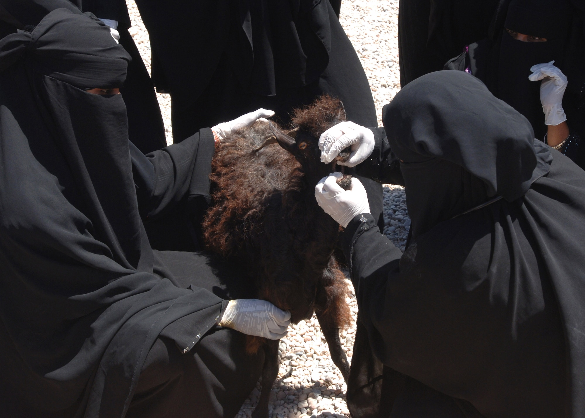Yemen animal health workers examine a goat during training as part of a Combined Joint Task Force-Horn of Africa Veterinary Civic Action Project on the island of Socotra. The objective of the project was to teach women on the island basic animal husbandry techniques. (U.S. Air Force photo/Tech. Sgt. Carrie Bernard) 