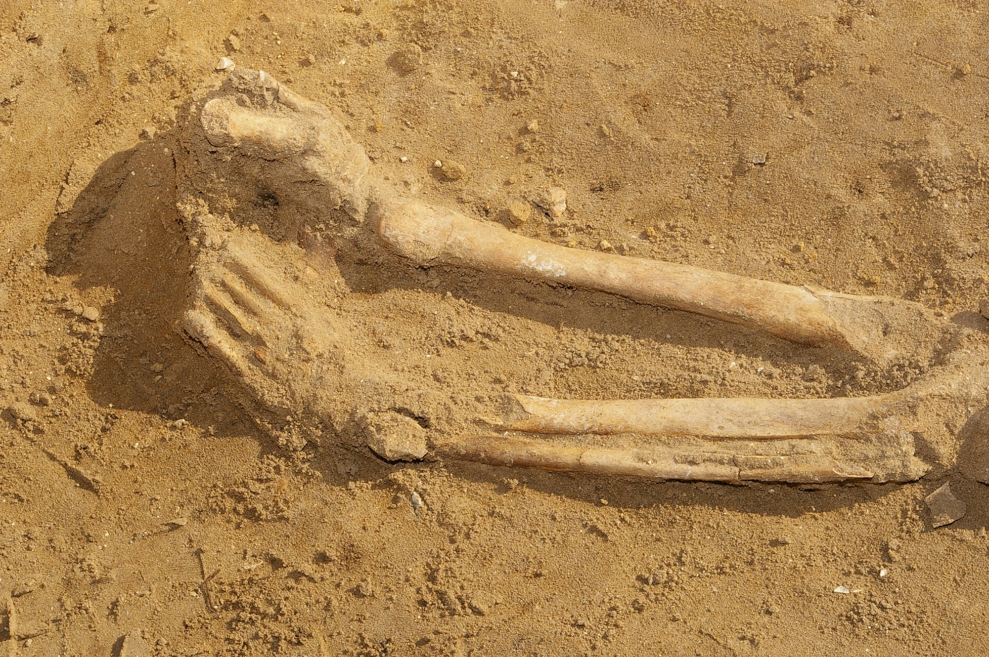 Human remains, thought to be between 1,900 and 2,000 years old, were found at the RAF Mildenhall officers' housing area in Beck Row during an archeological dig by the Suffolk County Council archeological service. The remains were discovered March 12, and finally uncovered March 14. The skeleton has now been removed from the area and will be studied by archeology specialists. (Air Force photo by Karen Abeyasekere)