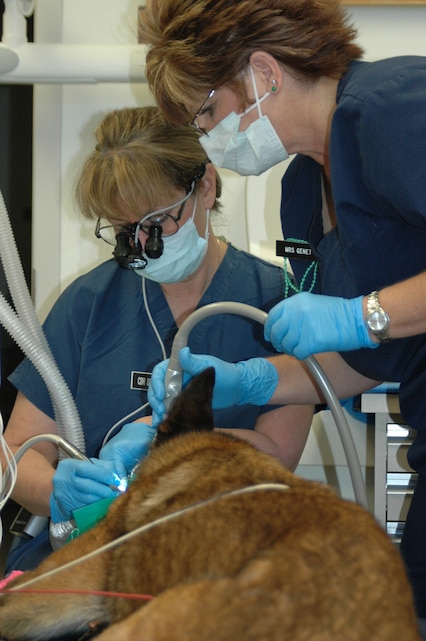 Cmdr. Janet Delorey-Lytle (left) and technician Deb Genet work on an atypical patient at the Combat Center’s 23rd Dental Company clinic March 17. Amber, a 4-year-old Belgian Malanois and military working dog assigned to the Provost Marshal’s Office, needed an emergency root canal.