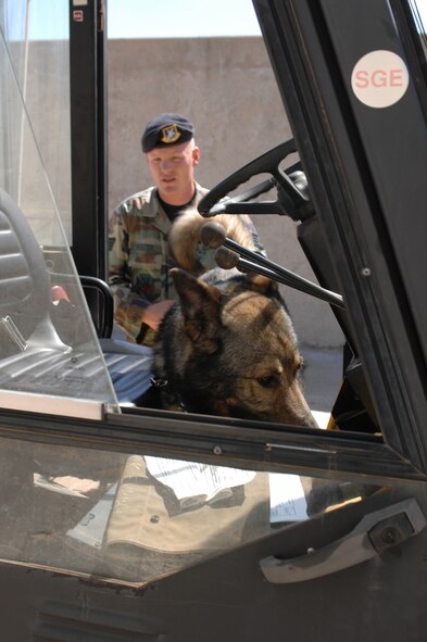 Staff Sgt. Johsua Webster, 7th Security Forces Squadron K-9 handler, waits for his partner, Bonnie to sniff an object out during a dectection training session March 15. When a K-9 has found what it is looking for, it will let its handler know by sitting, barking or pawing at the object, depending on how the K-9 was trained. (U.S. Air Force photo by Airman Jennifer Romig)