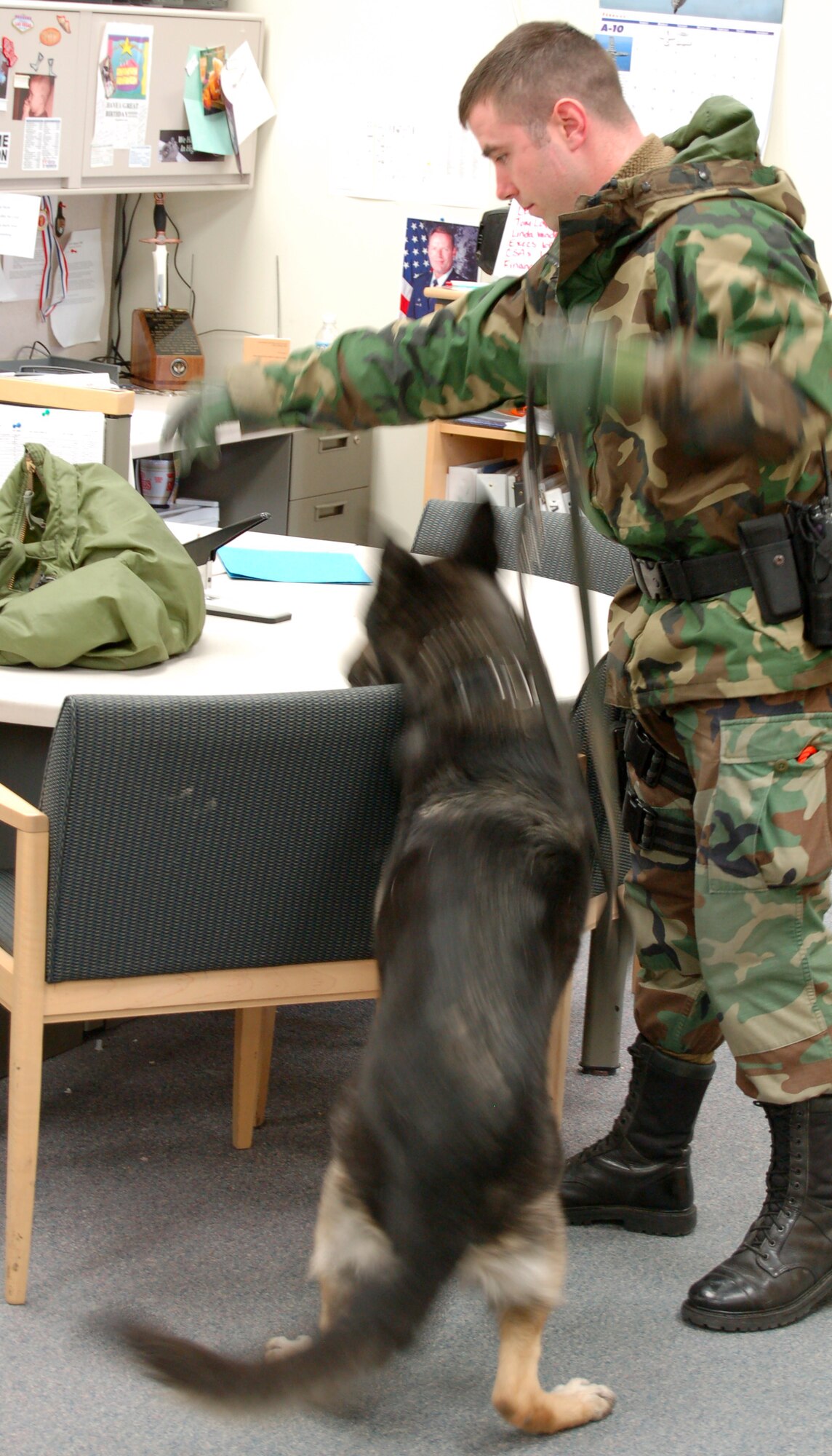 GRAND FORKS AIR FORCE BASE, N.D. – Staff Sgt. David Helmbrecht, 319th Security Forces Squadron, and his military working dog Avar search an office building for explosives during an exercise March 19.  Military working dogs are trained to search for drugs, explosives or as patrol dogs.  Some, like Avar, are trained as both an explosives detector and patrol dog (U.S. Air Force photo/Senior Airman James Croxon).