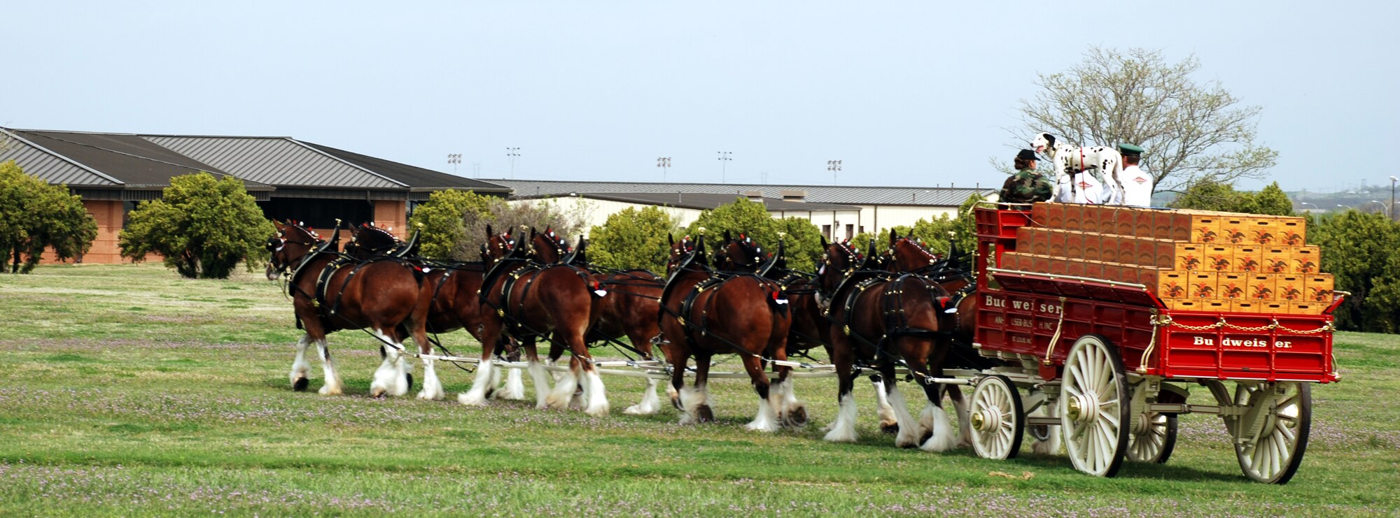 Staff Sgt. Christina Lozano, 82nd Communications Squadron, rides with Anheuser-Busch Clydesdale team drivers Erik Anderson and Doug Bush and the wagons dalmation, Brady, March 22 at the clinic fairgrounds. The team visited Sheppard to say thank you to the armed forces. (U.S. Air Force photo/Airman 1st Class Jacob Corbin)