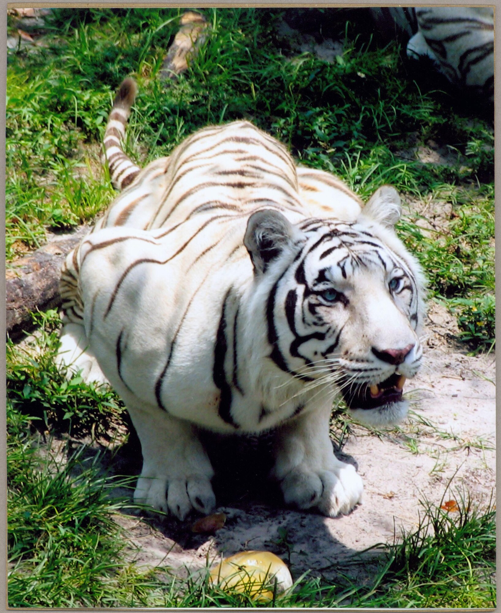 This photograph taken by Dani Jo Cook entitled "Pouncing White Tiger" was chosen to be showcased in the Air Force Services Arts and Crafts exhibit gallery on the Web. The Web site, www.af-artscrafts.com, is a resource for arts and crafts customers to find information on local base centers as well as tips for creative projects and auto hobby.  (Photo by Dani Jo Cook)
