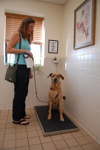Heather Linville weighs her dog Melia for medical records prior to her visit with the veterinarian. (U. S. Air Force photo by Rich McFadden)