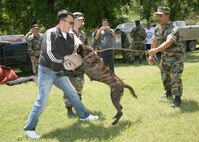 A military working dog demonstration impresses the DLI picnic attendees April 20. Staff Sgt. Amanda Justice watches as military working dog Kim attacks Marine Petty Officer First Class William Leac. The picnic began with the San Antonio Bagpipes performing at Stillman Park at Lackland Air Force Base, Texas.  (USAF photo by Robbin Cresswell)