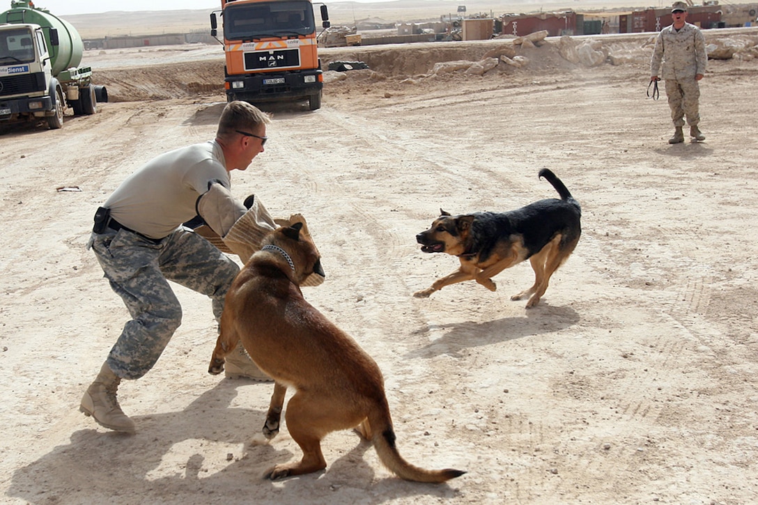 COMBAT OUTPOST RAWAH, IRAQ – Cpl. Patrick L. Whitlatch, a military working dog handler with 1st Light Armored Reconnaissance Battalion, Regimental Combat Team 2, watches as Army Staff Sgt. Kevin P. Cameron, the staff noncommissioned officer in charge of the battalion’s kennels, pretends to resist a search during a training exercise with Rex (left) and Nero (right). The battalion’s three working dogs have spent the past six and a half months searching the western Euphrates River valley for weapons and explosives. Official Marine Corps Photo By Cpl. Ryan C. Heiser.