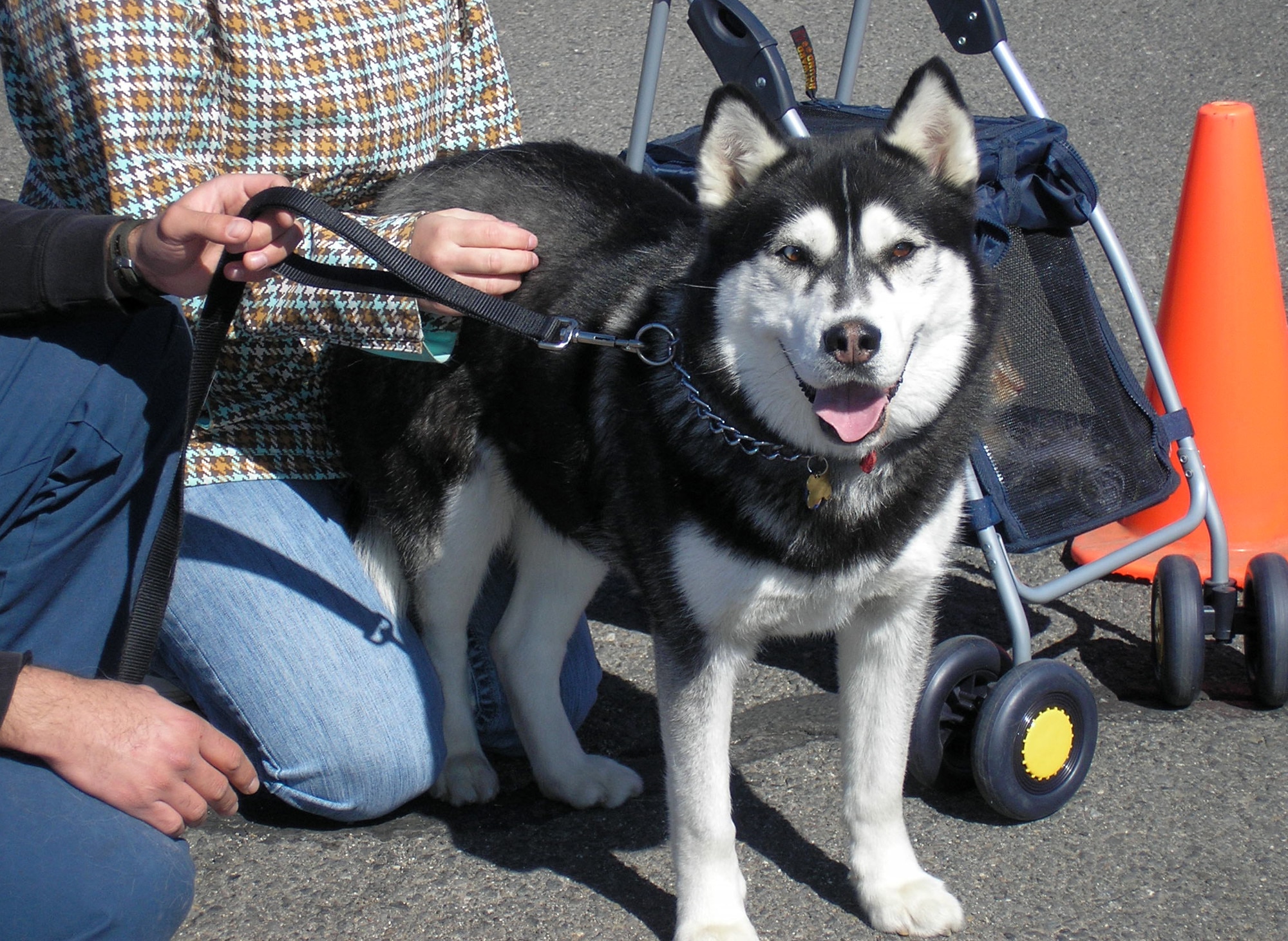 FAIRCHILD AIR FORCE BASE, Wash. – Dante, a husky owned by Kristina Orellane, won first prize in the canine 51-99 lbs category at the Base Exchange pet show May 5. (Photo by Stephani Edington)
