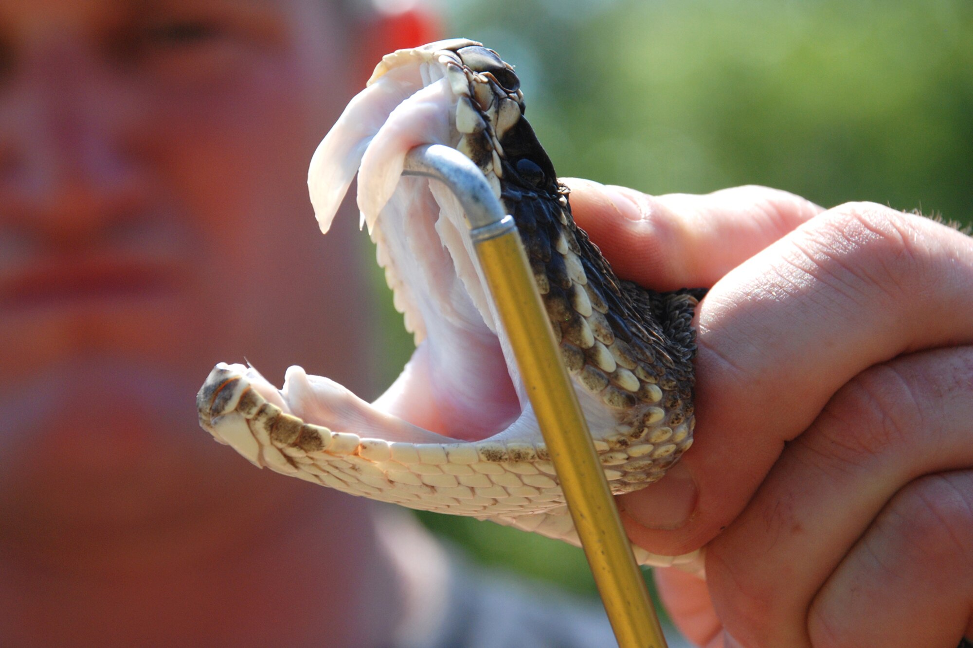 CAMP RUDDER, Fla. -- U.S. Army Staff Sgt. Casey Grochowiak, 6th Ranger Training Battalion instructor, shows the fangs of a mature Eastern diamondback rattlesnake during the Ranger Open House May 6. "A largest crowd ever" of people of all ages visited the 6th RTB Rangers as they brought out their equipment for hands-on displays of weapons, diving equipment, Zodiac boat, parachute, medical and a day-in-the-life display for the Ranger training school. The Army's Reptile Team put on a reptile show where people took an up-close look at venomous and non-venomous snakes that could be found just feet from where the spectators were standing. They also put on repelling demonstrations, a downed pilot rescue demonstration and a hand-to-hand combat demonstration. (U.S. Air Force photo by Staff Sgt. Mike Meares)
